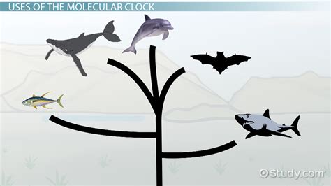 why are molecular clocks important in the construction of cladograms.